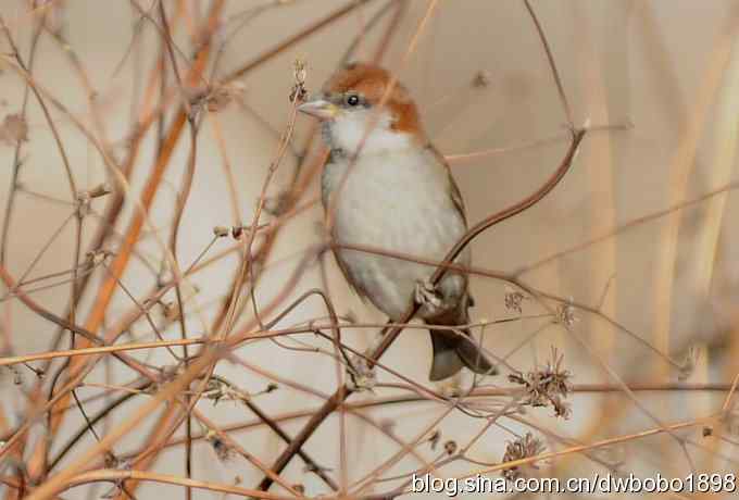 红尾水鸲和十渡众小鸟