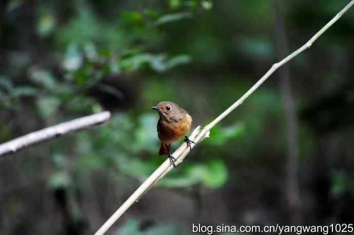 雌性北红尾鸲（2）