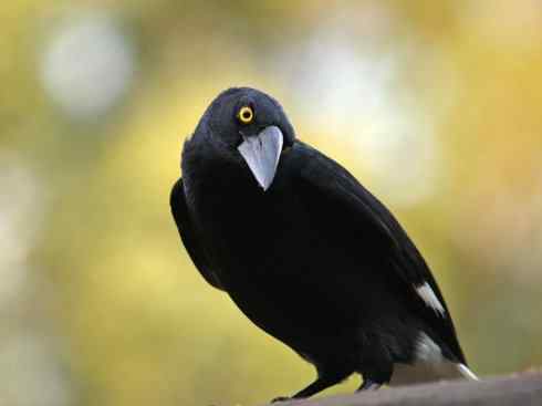 天生猎手：非猛禽类猎手之二（雀鸟也是屠夫——伯劳）