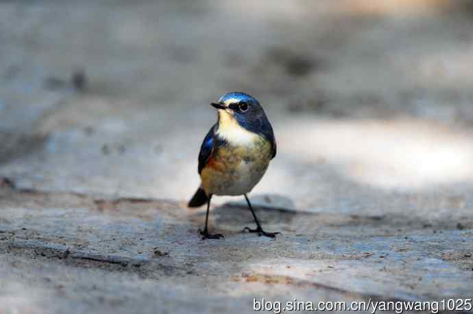 雄性红胁蓝尾鸲（15）