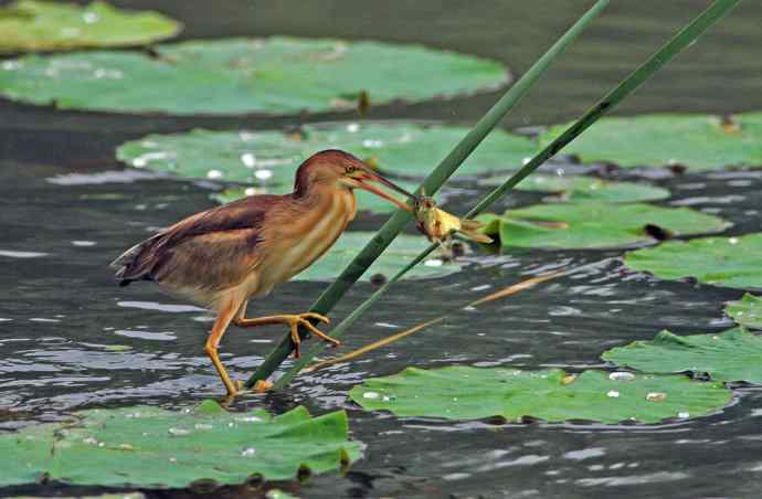 捕鱼的黄苇鳽（记实）1