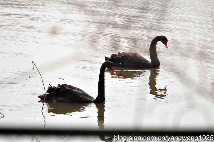 逆光拍摄黑天鹅 wbr2