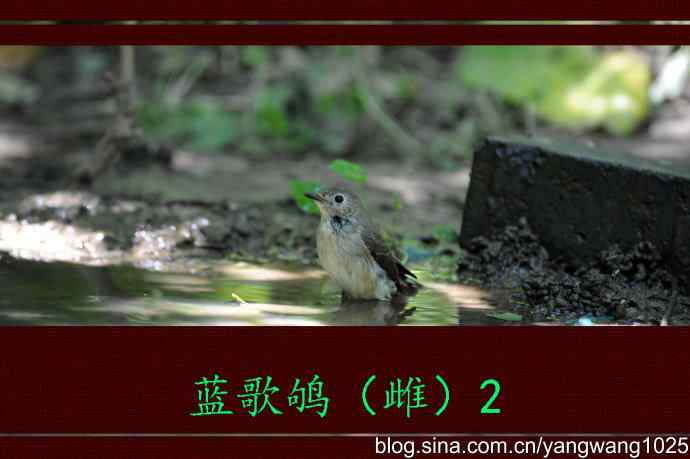 蓝歌鸲（雌）2
