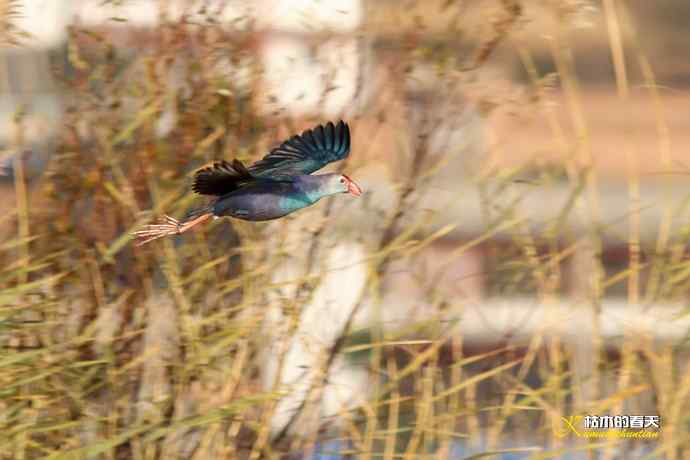 云南拍鸟：紫水鸡