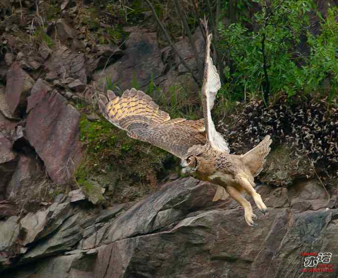 河北抚宁&nbsp;wbr路&nbsp;wbr雕鸮