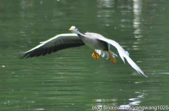 飞（斑头雁、野鸭）