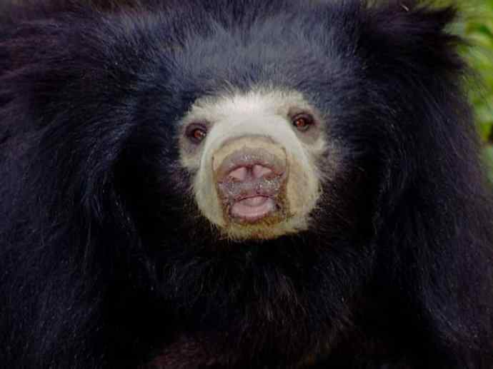 盘点十二大著名食蚁动物:懒熊 盘点十二大著名食蚁动物:懒熊