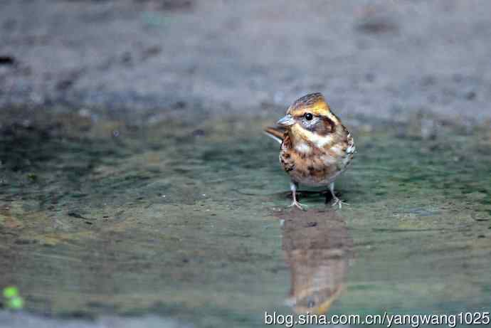 雌性黄喉鹀（10）