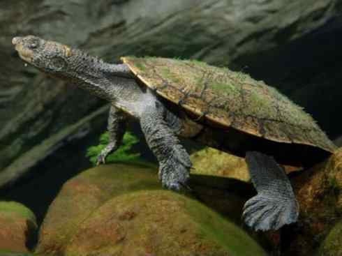 玄武：传说的兽原型探秘（澳洲长颈龟）