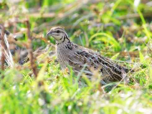 家禽驯化之源之十