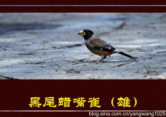 黑尾蜡嘴雀（雄）