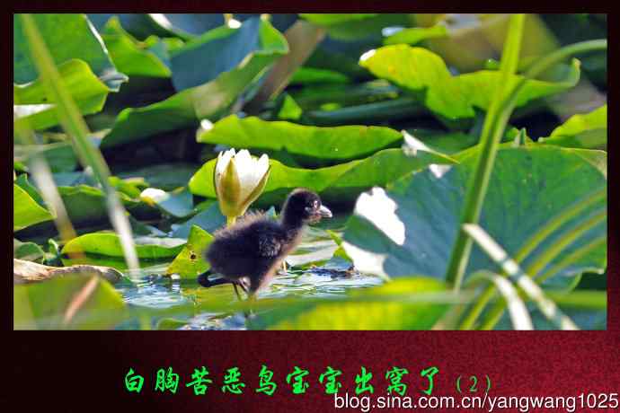 白胸苦恶鸟宝宝出窝了(2) 白胸苦恶鸟宝宝出窝了(2)