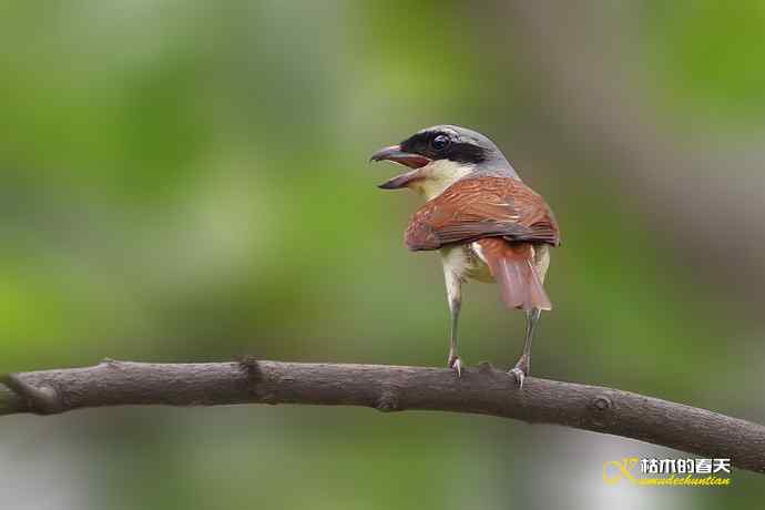 红头、虎纹、棕颈钩嘴鹛 红头、虎纹、棕颈钩嘴鹛