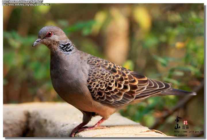 武汉观鸟会初级观鸟讲座[第6课]——武汉大学的鸫