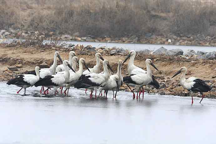 东方白鹳恭贺鈥溒飞 wbrTOP wbrLUX鈥澊罅返晔⒆捌裟