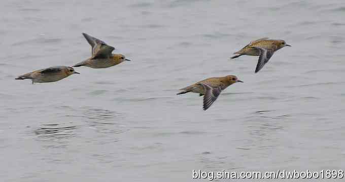 东花园观鸟生境记录 东花园观鸟生境记录