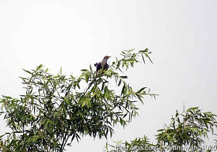 布谷鸟（记录版）