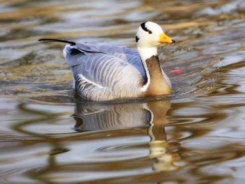 家禽驯化之源之十三（大雁、丹顶鹤）
