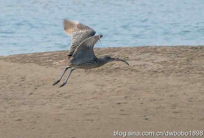 浅水湾：观日出赏美杓