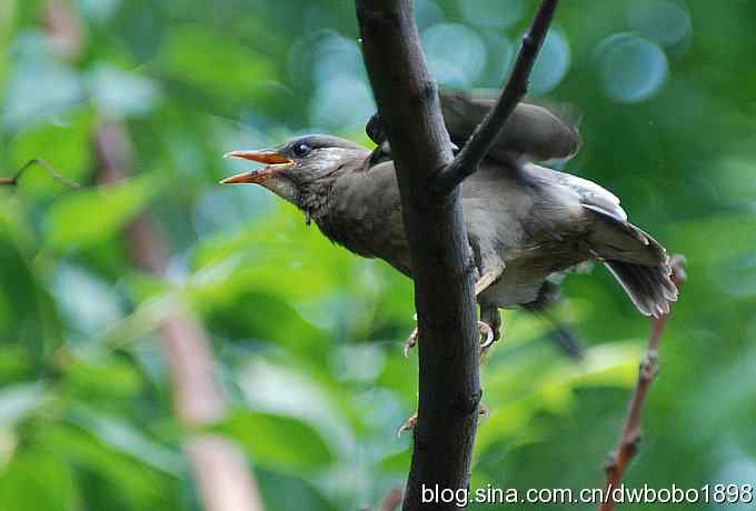 端午天坛生态掠影