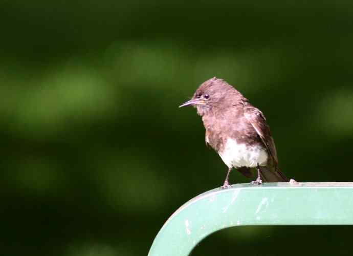 在加州拍鸟（1）黑菲比霸鹟