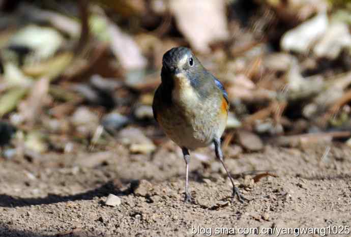 雄性红肋蓝尾鸲 wbr1
