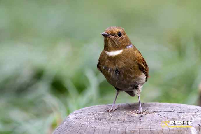 棕腹大仙鹟GG、MM