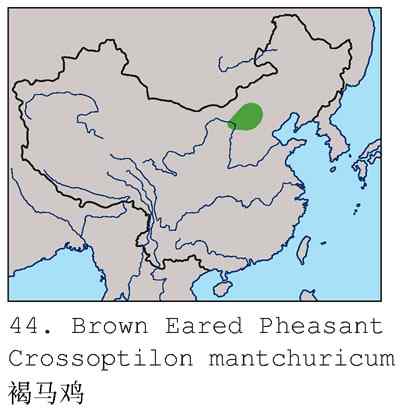 闪亮登场&bull;褐马鸡&bull;国家一级（组图，20张图片）