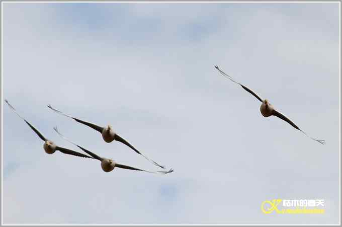 飞翔的鸟【照片】