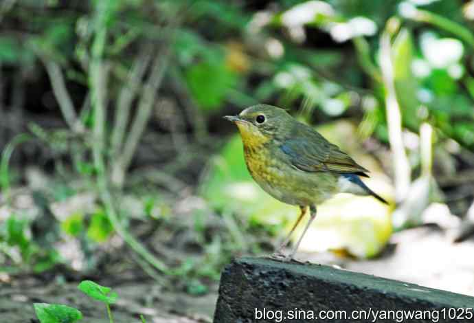 蓝歌鸲(雌)1 蓝歌鸲(雌)1