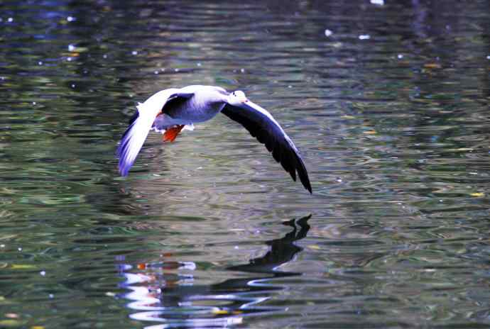 斑头雁（抓拍）5