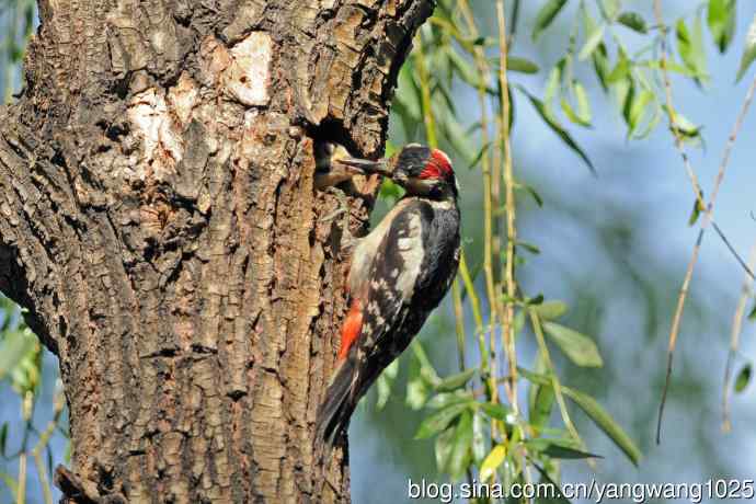 父子情深的大斑啄木鸟（3）