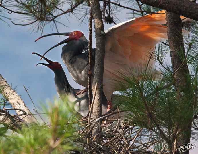 朱鹮&nbsp;wbr路&nbsp;wbr吉祥之鸟