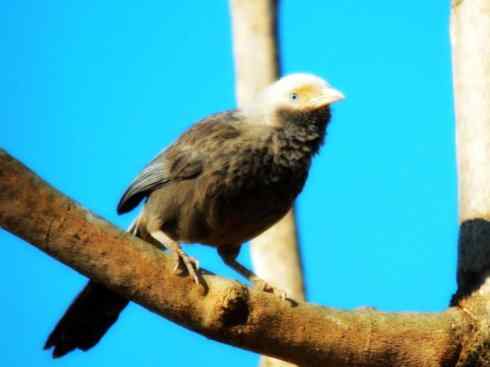 白头鸟系列：另类的美丽5