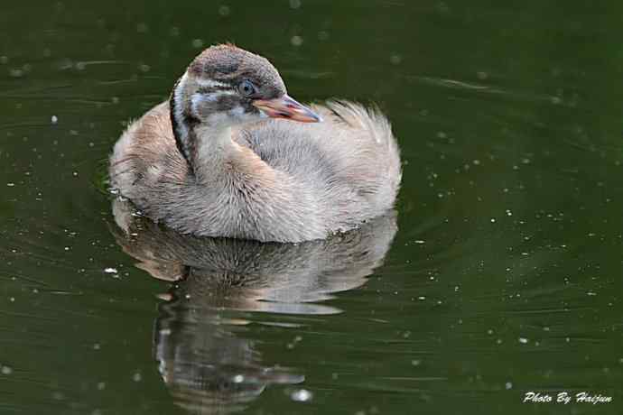 鸟鸟平等 wbr wbr决不搞鸟族歧视