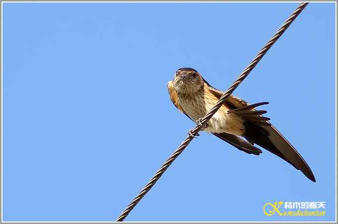 记录鈥満中佧l鈥潯菊掌