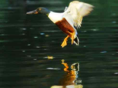 欣赏:美丽的钻水鸭5 欣赏:美丽的钻水鸭5