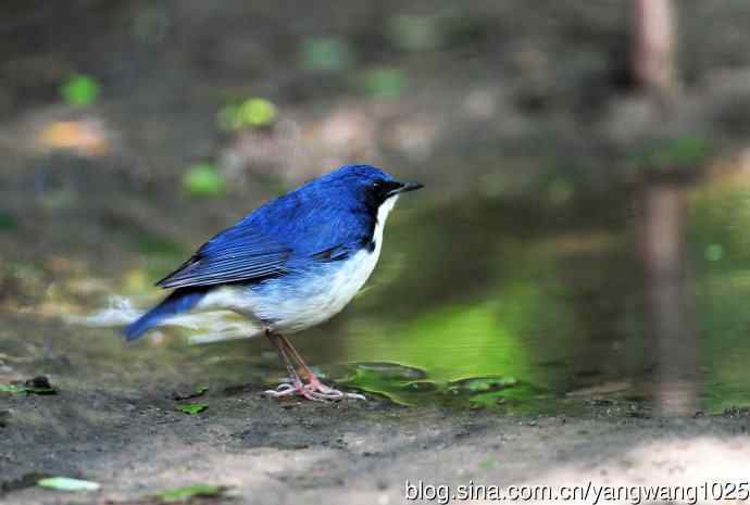 雄性蓝歌鸲（2）