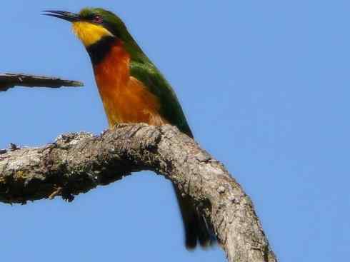 绝色攀禽：佛法僧目之蜂虎4