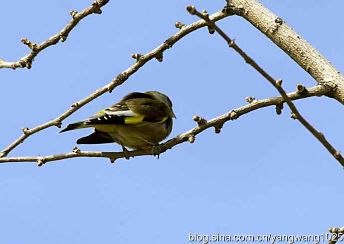 艰难(大风中的金翅鸟纪实) 艰难(大风中的金翅鸟纪实)
