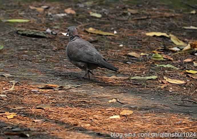 白头鹎的快乐生活(玉渊潭)