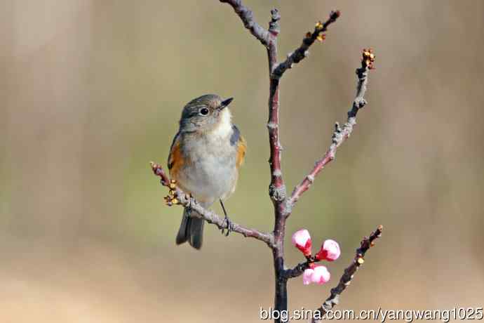 桃树枝头的雌性红胁蓝尾鸲（2）