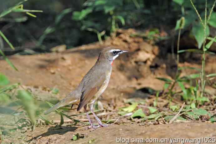 雄性红喉歌鸲（21）