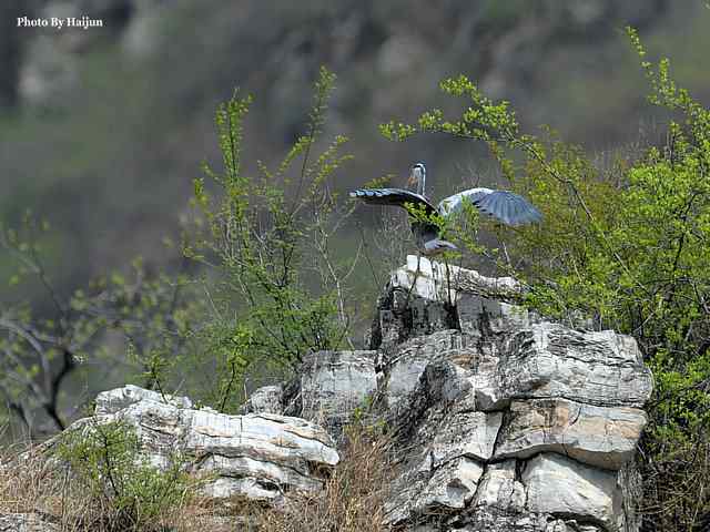 房山十渡(苍鹭水鹨白鹡鸰)