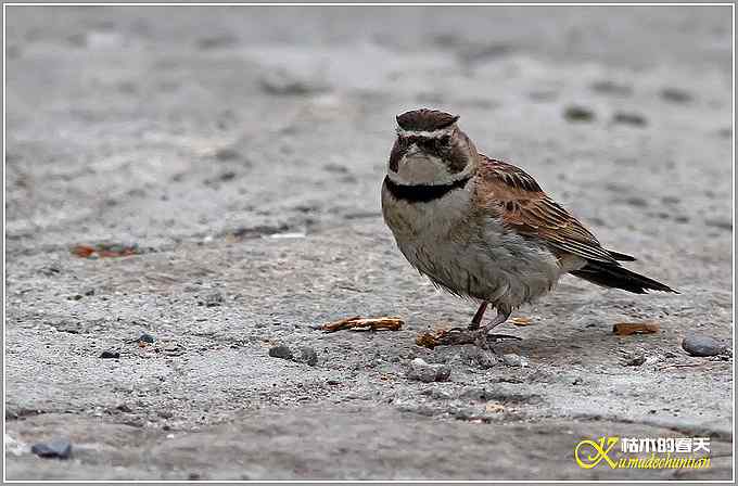 最后的夏天——剩鸟【照片】