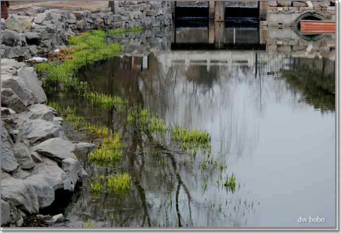 参加自然之友观鸟活动