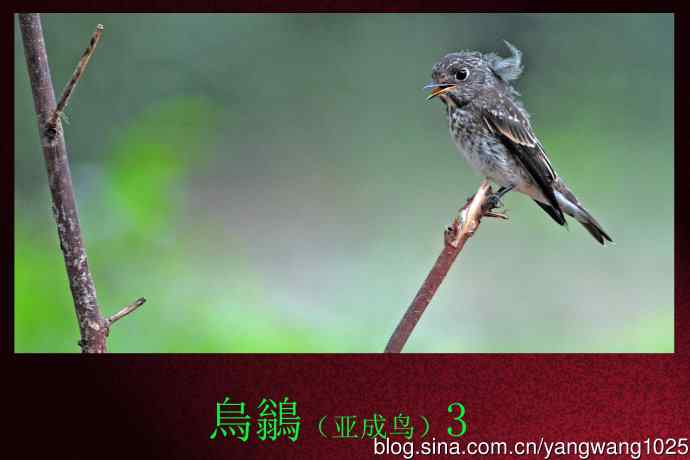 烏鶲（亚成鸟）3