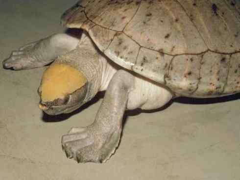 玄武:传说的兽原型探秘(平胸龟) 玄武:传说的兽原型探秘(平胸龟)