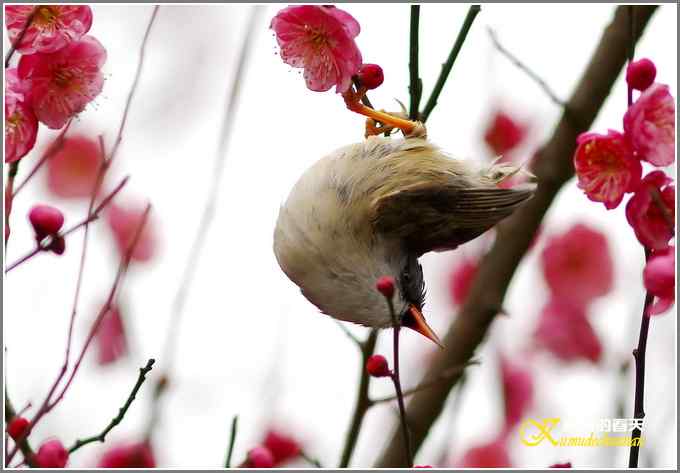 小鸟黑额凤鹛【照片】
