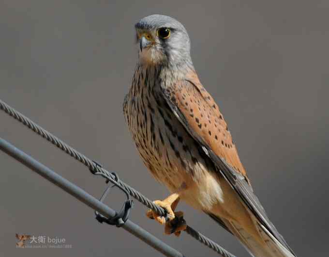 假日与家人一起愉快观鸟 假日与家人一起愉快观鸟